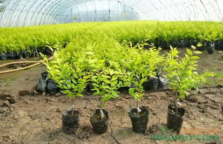 在岛内种植彩叶苗木，真的能带来丰厚收益吗？