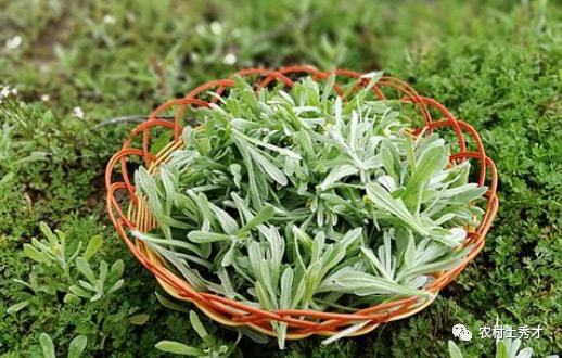 南方种植哪些野菜能快速盈利？选择与技巧全解析