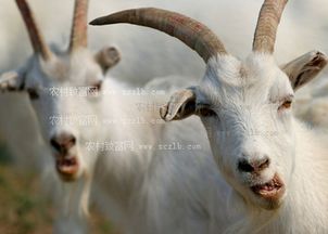 养羊能否成为致富之路？搞羊赚钱的真相是什么？