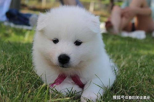在商贸城养狗真的能赚钱吗？经济效益如何？