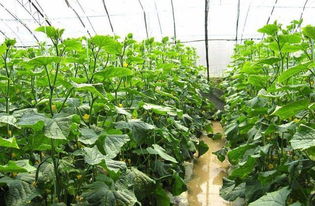信阳农村种植哪些蔬菜最赚钱？如何选择高收益作物？