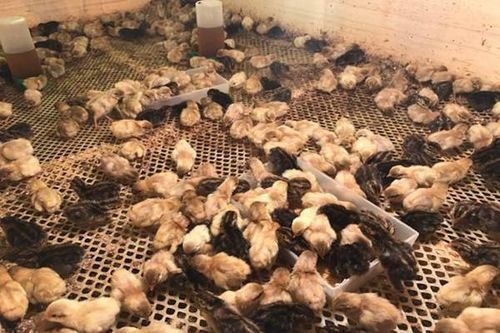 哪种鸡养殖最具盈利潜力？选择对了才能赚钱！