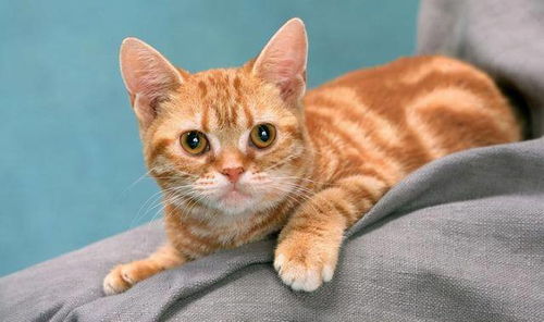 分红猫真的能帮你赚钱吗？它的盈利模式是什么？
