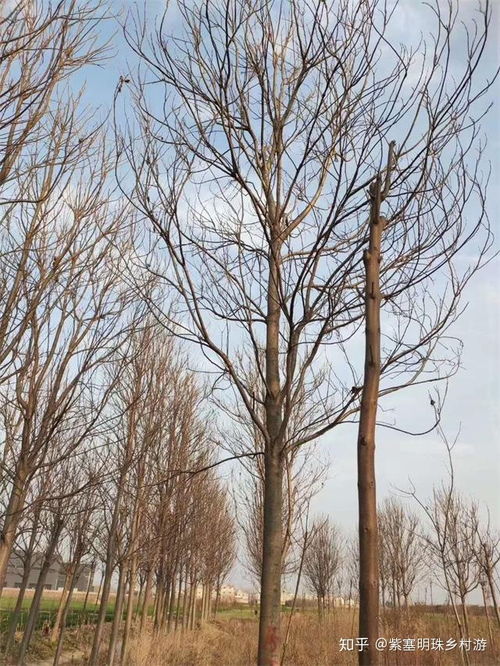 云南地区种植哪种树木经济效益最高？如何选择最佳树种？