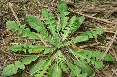 在农村地里种植哪种作物最有可能盈利？