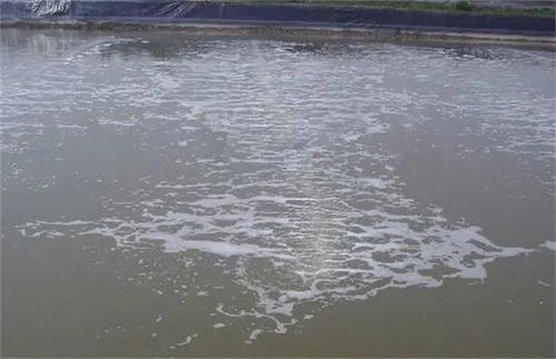 海南水库养殖哪种水产最具经济效益？