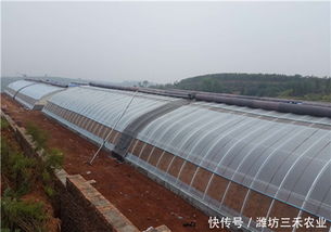 商业大棚经营什么项目最赚钱？选对产品是关键！