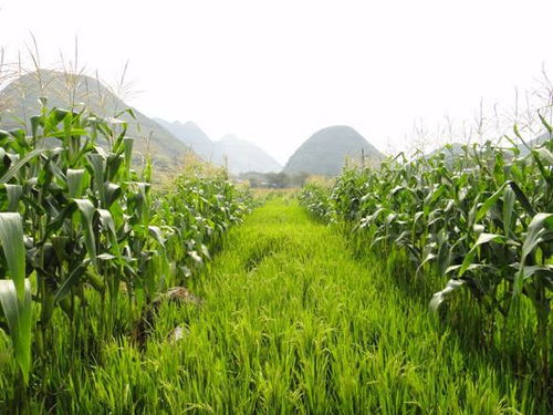 在海南种植哪些作物最赚钱？您是否了解高收益农作物？