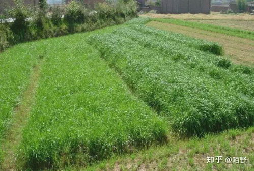 在农村种植牧草真的能带来可观收益吗？