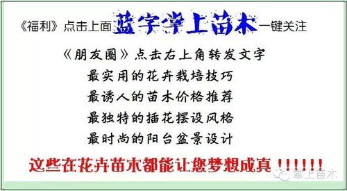 一楼带院养花能否成为赚钱之道？居家创业可行性探讨