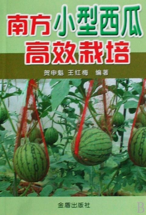 南方种植西瓜真的能盈利吗？实地探访解析