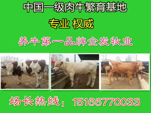 养肉牛哪种方式最快速盈利？新手必看的高效养殖法