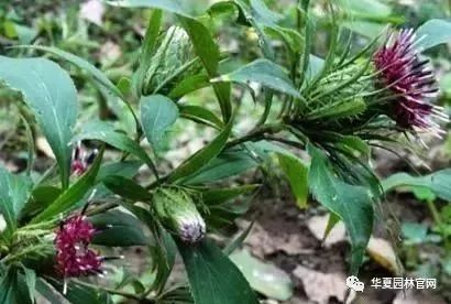 哪类中草药种植最具经济效益？探寻高收益种植选择