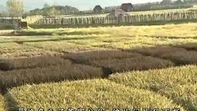 水稻田承包后种什么作物最赚钱？求解惑！