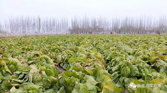 土豆种植与小麦耕作，哪种作物更迅速带来经济效益？