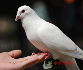 不参赛的鸽子也能带来经济效益吗？如何实现盈利？