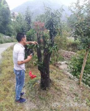 在加兴农村，种植哪些树木能带来可观的经济收益？