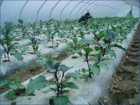 南方种植哪些蔬菜能带来高收益？选对品种是关键！
