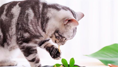 猫咪饮食如何选择才能最快实现盈利？