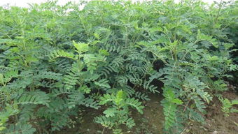 七叶莲种植能否带来可观收益？经济效益分析详解