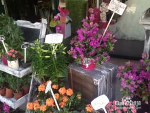 在北京开花店，盈利前景如何？真的能赚钱吗？