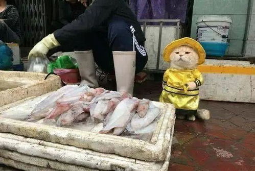 农广天地摆摊卖鱼，真的能赚到钱吗？