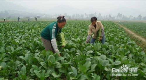 当前种植生姜是否依然具备盈利潜力？
