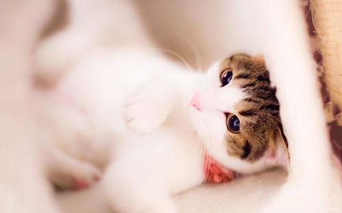 如何做到既能赚钱又能养活九只猫咪的秘诀？