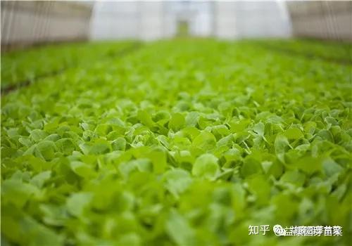 农村种植哪类作物最具经济效益？如何选择赚钱项目？
