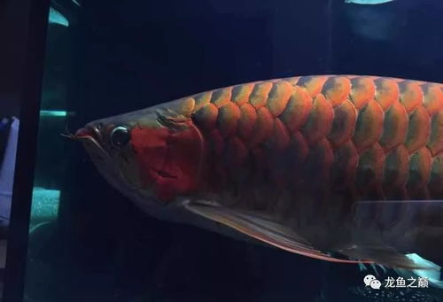 养红龙真的能赚钱吗？揭开红龙养殖的盈利之谜
