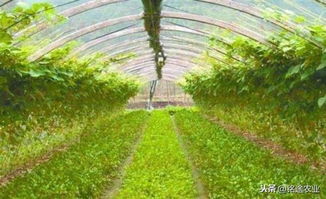 在北京大棚种植哪些作物能带来高收益？