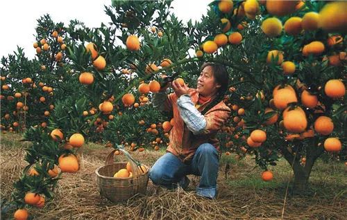 农村种植哪些水果最具盈利潜力？你了解吗？
