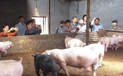 卖猪真的能赚钱吗？农村养猪致富的真相是什么？