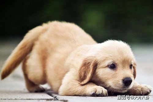 在河南，哪种狗狗最畅销且利润丰厚？