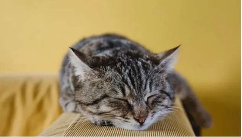 多多猫真的能提供助力吗？效果如何值得一探