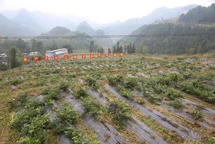 乐山市有哪些地方适合淘金致富？