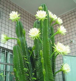 哪种植物种植最具盈利潜力？养殖致富的秘密武器是什么？