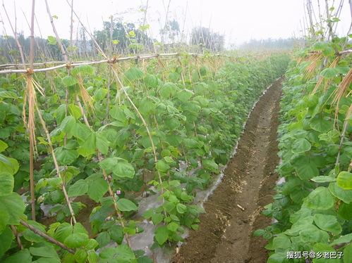 在欧洲种植豆角，能否实现盈利？市场前景如何？