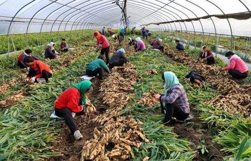 唐山农村种植哪种作物最能带来高收益？