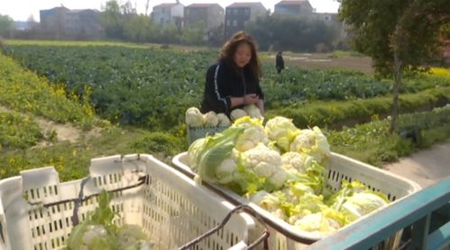 合浦种植桔子能否带来可观收益？经济效益分析