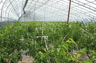 如何有效销售绿化植物实现盈利最大化？