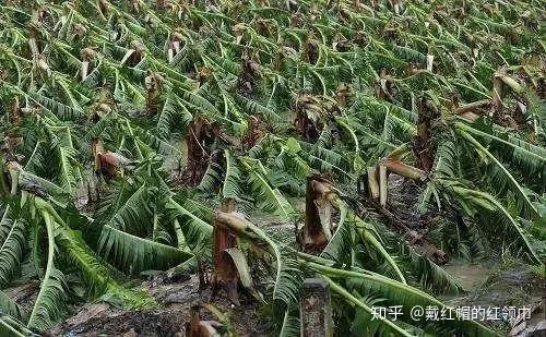 在山区种植哪种作物最具盈利潜力？