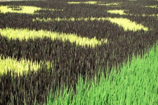 种植水产品在农田中，哪种最赚钱你知道吗？