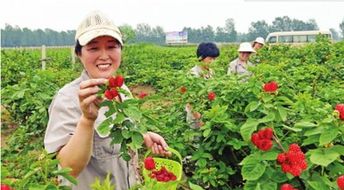 家中老人卖水果，真的能赚到钱吗？经济效益如何？