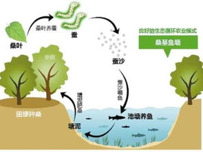 如何在鱼池上开展盈利性业务？探索赚钱新思路