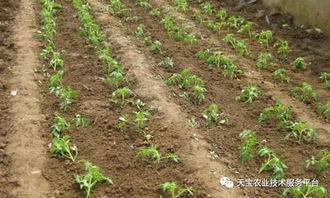 宁远县种植西红柿能否带来可观收益？