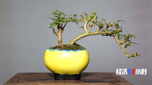 如何有效经营盆景生意实现高盈利？