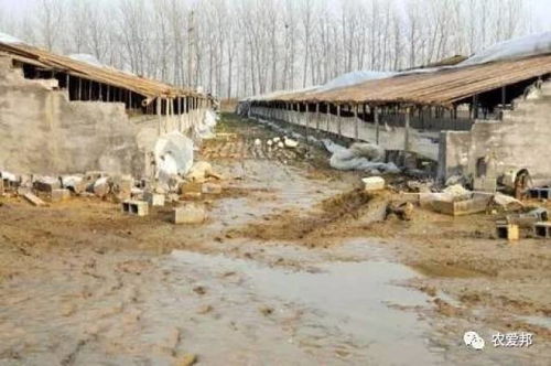 农村闲置场地养殖什么项目能带来高收益？