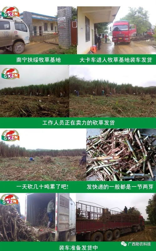在美国经营牧草场真的能盈利吗？经济效益如何？