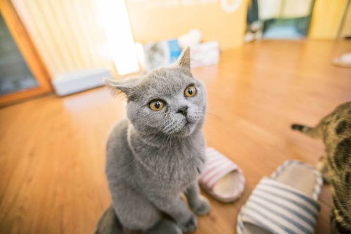 莆田猫咖兼职靠谱吗？体验后告诉你真实情况！